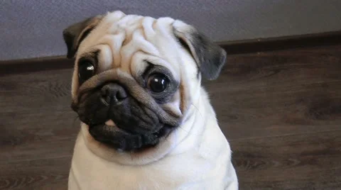 Pug-dog looking into camera Vídeos de archivo 68386065