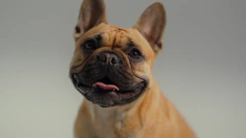 Pug Dog Looking at the camera Stock Footage 264602850