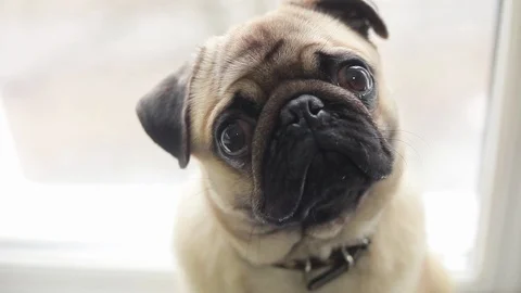 Pug-dog looking into camera, turns his head Video stock 87295514