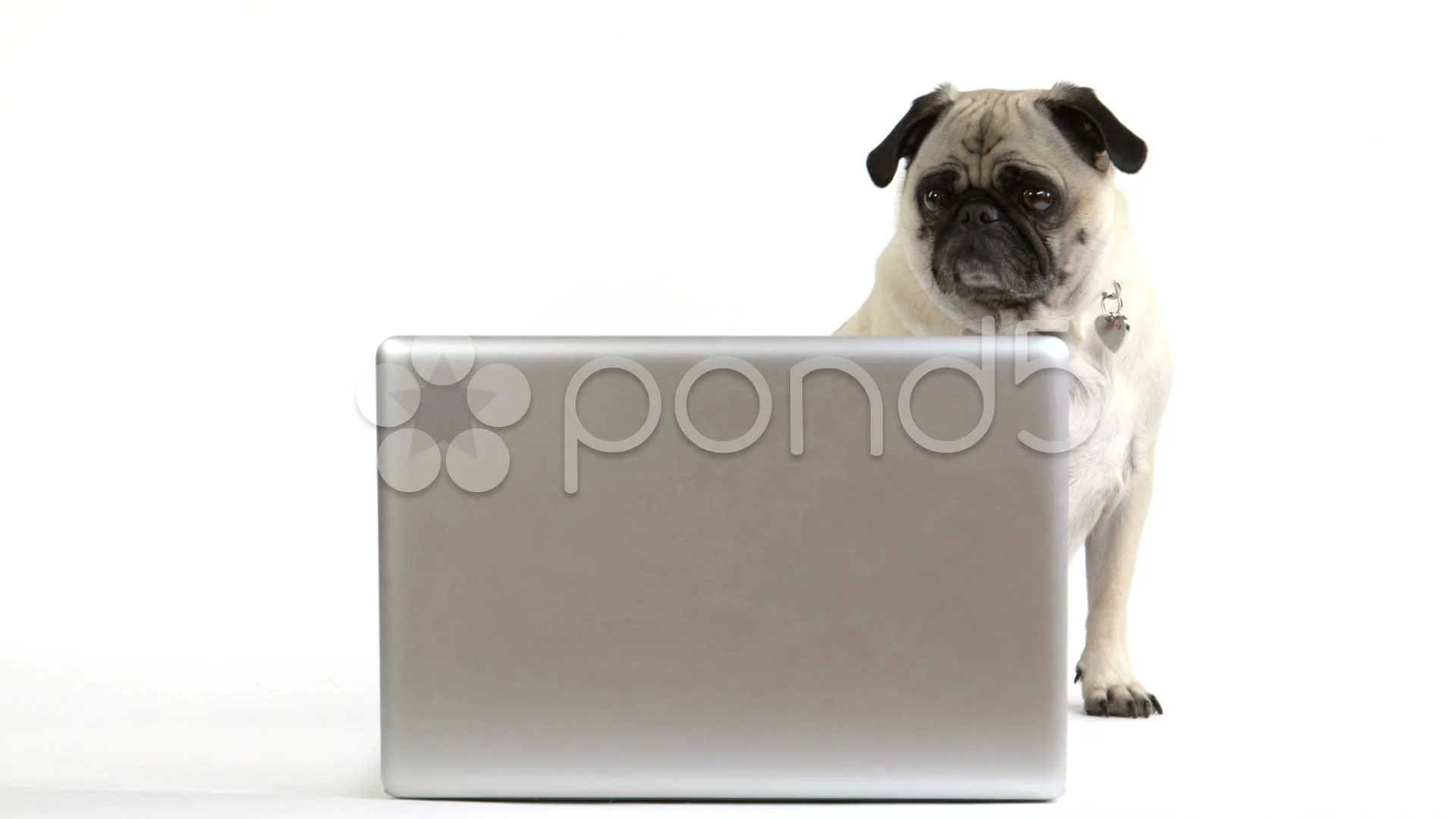 Pug dog looking at a laptop computer