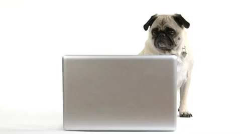 Pug dog looking at a laptop computer Видео 37623080