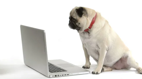 Pug dog looking at a laptop computer Stock Footage 38050006