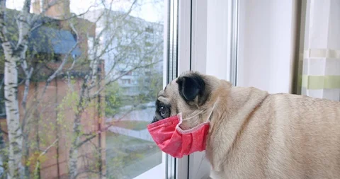 Pug dog looking out the window in face mask. Self-isolation, coronavirus Stock Footage 129877485