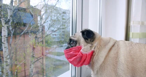 Pug dog looking out the window in face mask. Lockdown, quarantine concept. 스톡 동영상 129877703