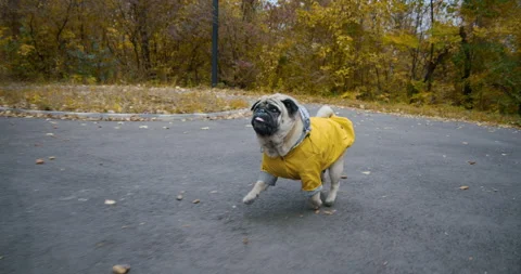 Pug dog looking for the owner, lost in the park. Beautiful autumn park Stock Footage 203060425