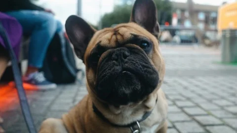 Pug dog looks to camera Stock Footage 97925583