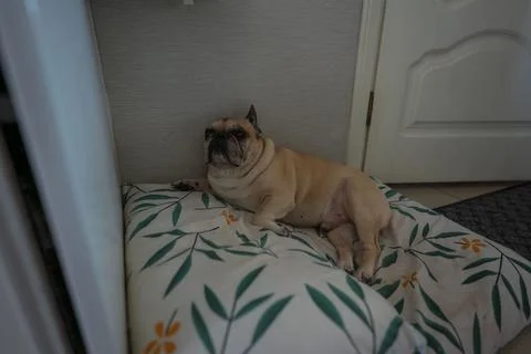 Pug dog lying on patterned bedding indoors, Minsk Stock Photos