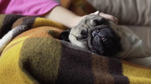 Pug dog lying on plaid. Stroking, petting woman hand. Lovely face. Close up Stock Footage 96180535