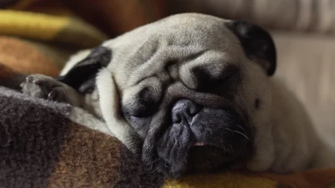 Pug dog lying on plaid. Stroking, petting woman hand. Lovely face. Close up Video stock 96180681