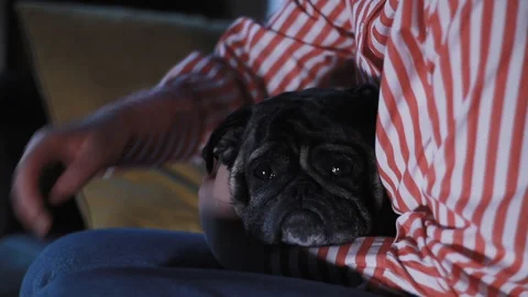 Pug dog lying on plaid. Stroking, petting woman hand. Lovely face. Close up. Stock Footage 105618673