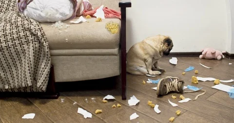 Pug dog made a mess alone, nibbled the sofa while the owner was not at home Stock Footage 114084255