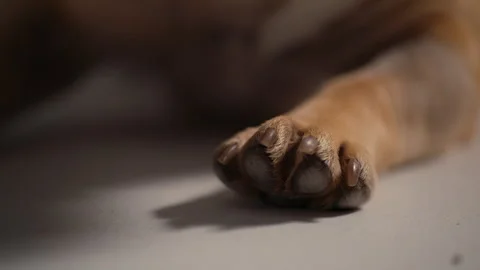 Pug Dog Pet Paw while Sitting Stock Footage 264605676