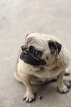 Pug dog Stock Photos