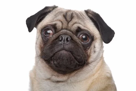Pug dog Stock Photos