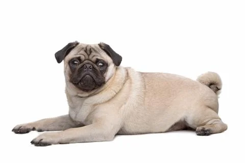 Pug dog Stock Photos