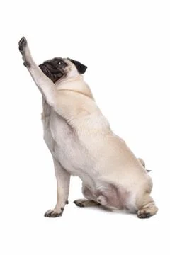 Pug dog Stock Photos
