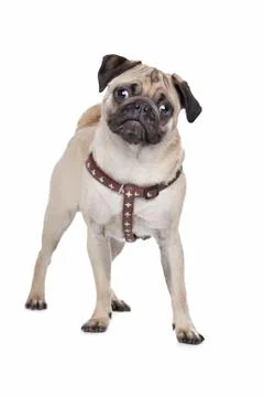 Pug dog Stock Photos