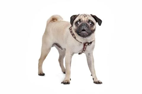 Pug dog Stock Photos