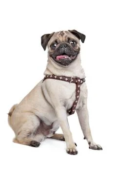 Pug dog Stock Photos