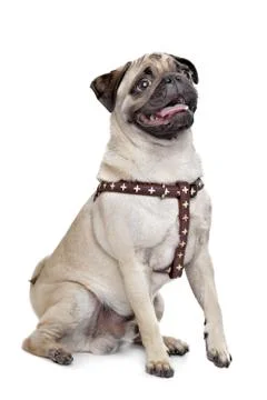 Pug dog Stock Photos