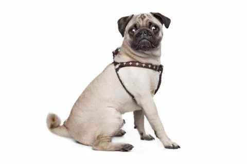 Pug dog Foto stock
