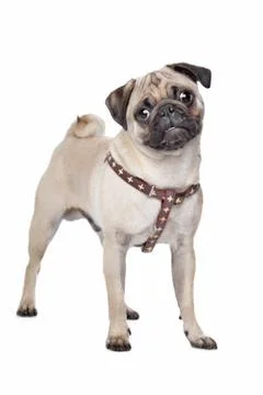 Pug dog Foto stock