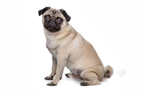 Pug dog Stock Photos
