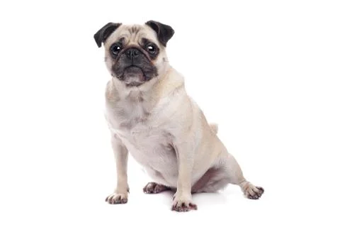 Pug dog Stock Photos