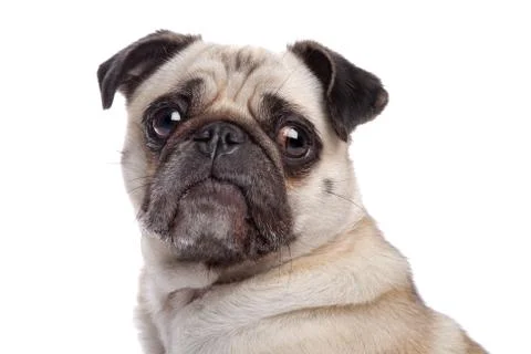 Pug dog Stock Photos