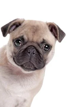 Pug dog Stock Photos
