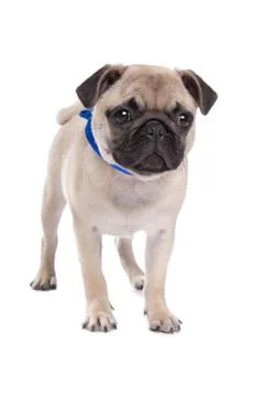 Pug dog Stock Photos