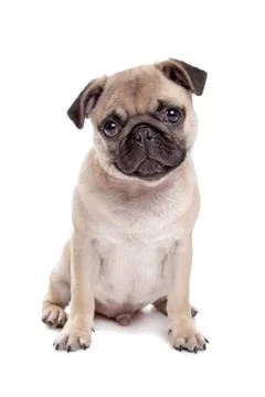 Pug dog Stock Photos