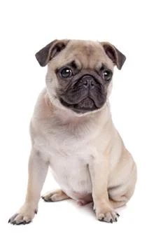 Pug dog Stock Photos