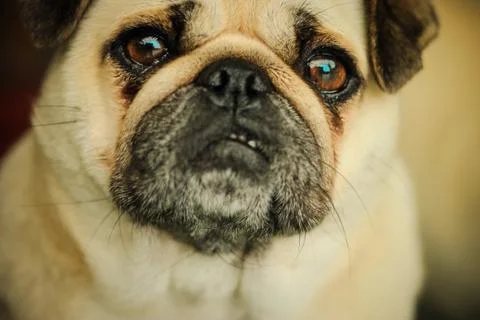 Pug Dog Stock Photos