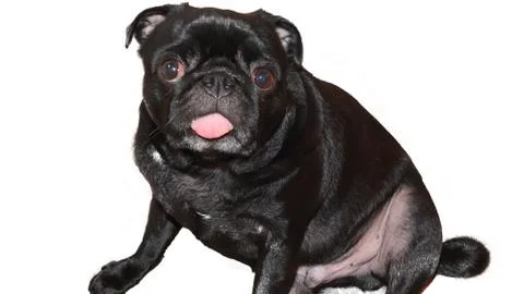 Pug Dog Stock Photos