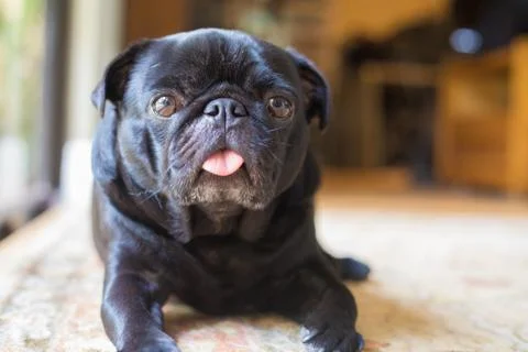 Pug dog Stock Photos