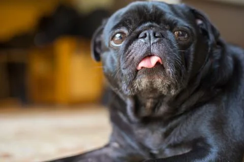 Pug dog Stock Photos
