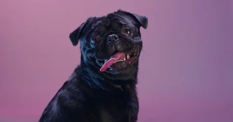 Pug dog pink Stock Footage 69715904