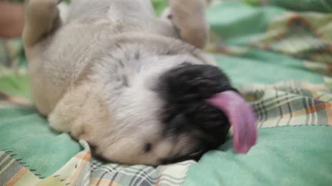 Pug dog playing on bed lying upside down, twirling around. Owner stroking belly Stock Footage 100162136