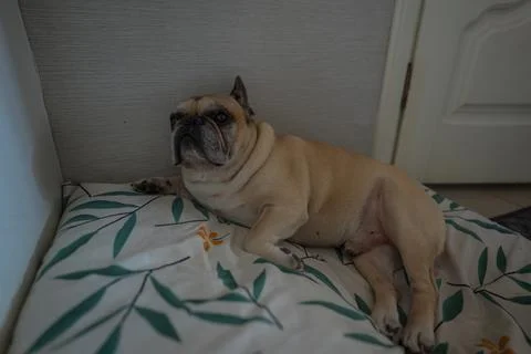 Pug dog resting on patterned bedding, indoor portrait, Minsk Stock Photos