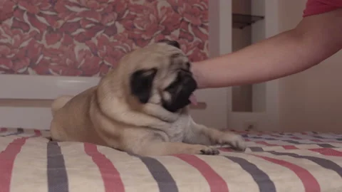 Pug scratching 2024