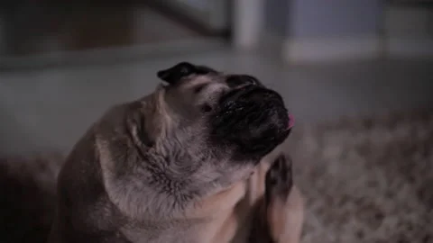 Pug dog is scratching its face, muzzle. Slow motion Video stock 100163991