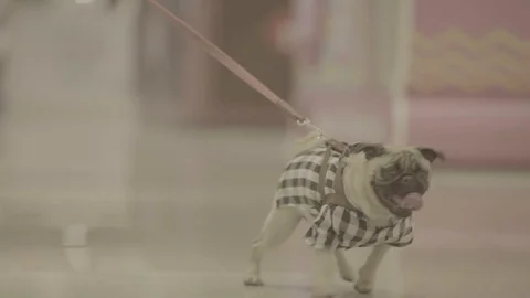 Pug dog at shopping Stock Footage