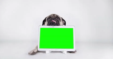 Pug dog show tablet screen, green screen  for mock up. Funny pet media content Stock Footage 161758685