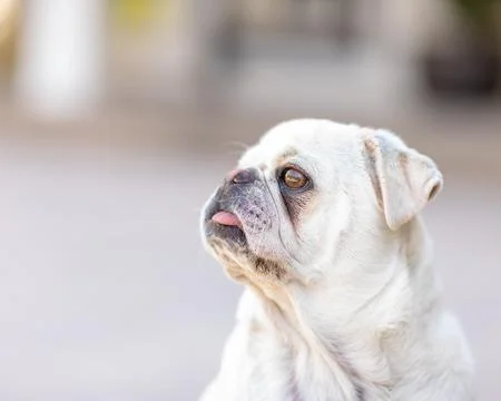 Pug dog sitting down looking to side with tongue out Stock Photos