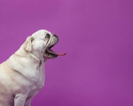 A pug dog sitting down in a studio against a purple background l Stock Photos