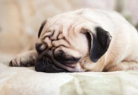 Pug dog sleeping in bed Foto stock