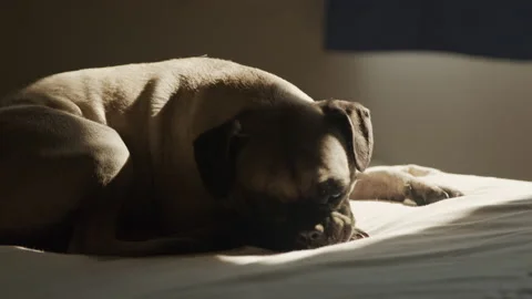 Pug Dog Sleeping in the Sunlight Stock Footage 170136125
