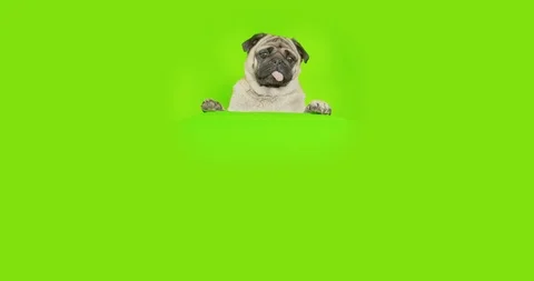 Pug dog standing on some object, looking out from behind. Suprised. Green screen Video stock 120273186
