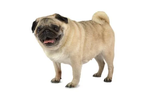 Pug dog in a studio Stockfoto's